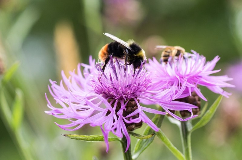 Help de bijen en vlinders met waardplantenactie van de Groene Loper
