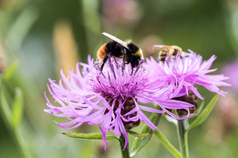 Help de bijen en vlinders met waardplantenactie van de Groene Loper